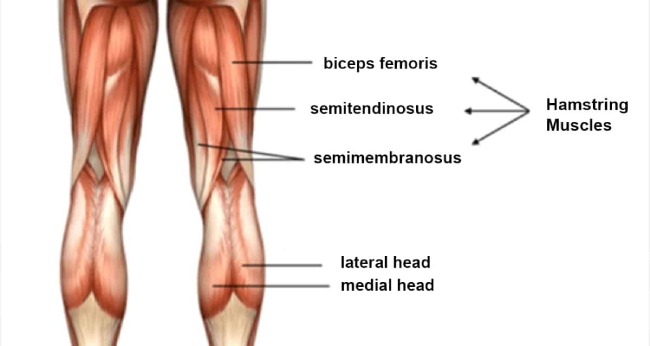 Hamstrings muscles