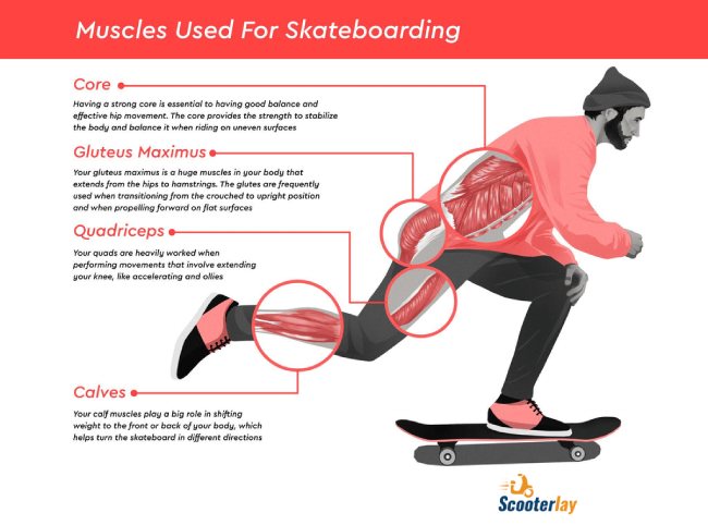 Muscles used for skateboarding