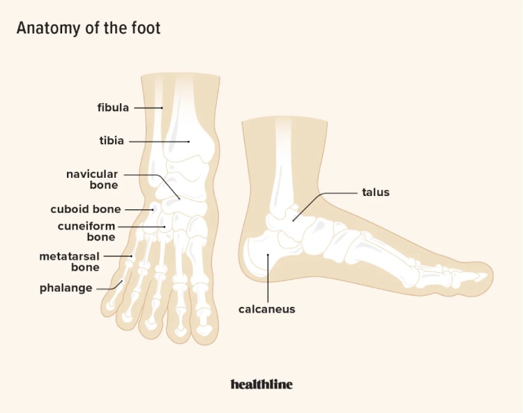 Anatomy of a foot